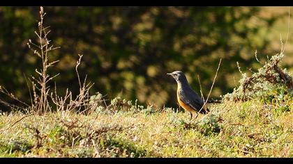 White-throated Robin