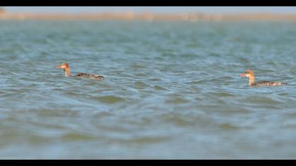Red-breasted Merganser
