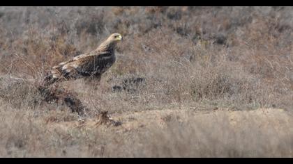 Eastern Imperial Eagle