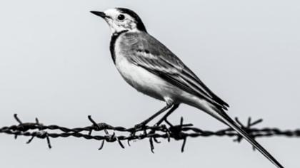 White Wagtail
