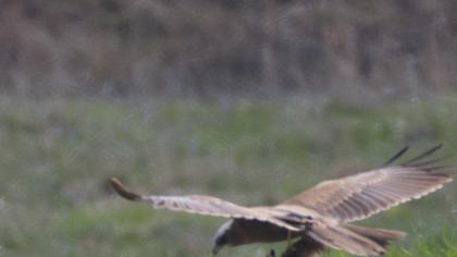 Western Marsh Harrier