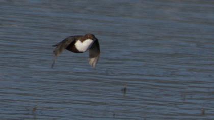 White-throated Dipper