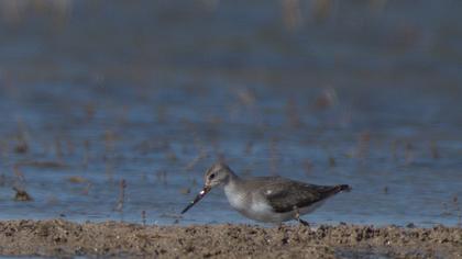 Terek Sandpiper