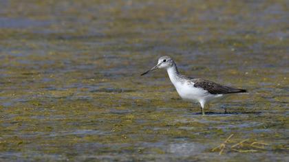Common Greenshank