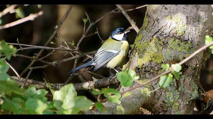 Great Tit