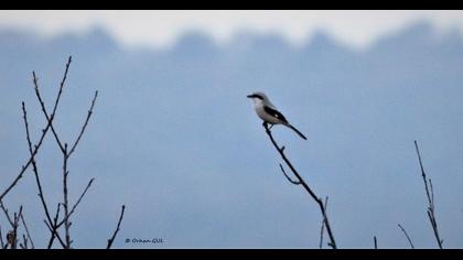 Great Grey Shrike