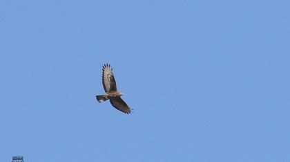 European Honey Buzzard