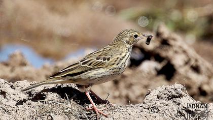 Tree Pipit
