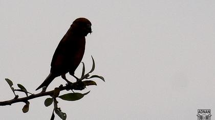 Red Crossbill