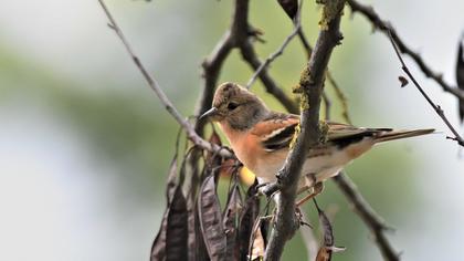 Brambling