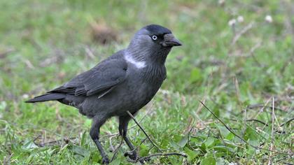 Western Jackdaw