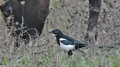 Eurasian Magpie