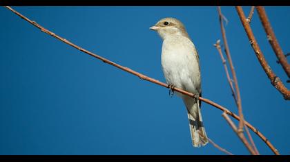 Masked Shrike