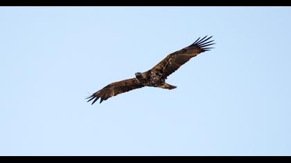 Eastern Imperial Eagle