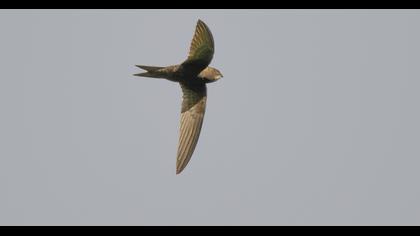Common Swift