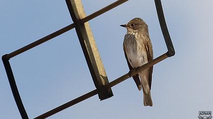 Spotted Flycatcher