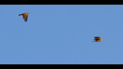 Eurasian Skylark