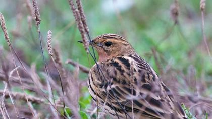 Red-throated Pipit