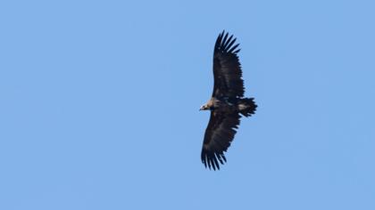 Cinereous Vulture