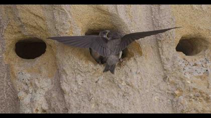 Sand Martin