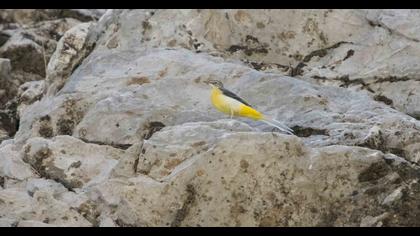 Grey Wagtail