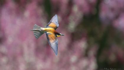 European Bee-eater