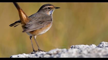 Bluethroat