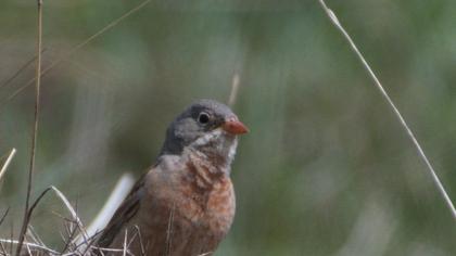 Grey-necked Bunting
