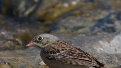 Ortolan Bunting