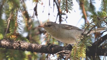 Barred Warbler