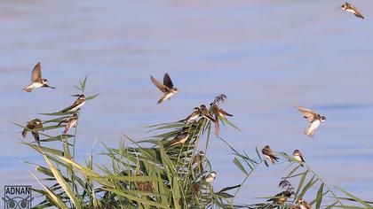 Sand Martin