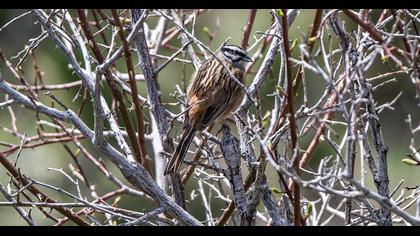 Rock Bunting