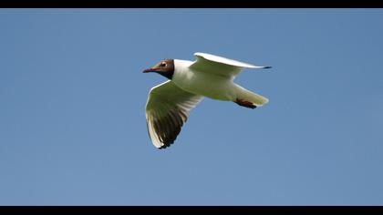 Black-headed Gull