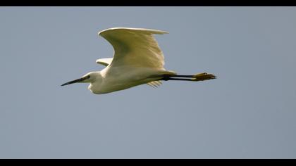 Little Egret