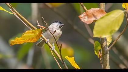 Marsh Tit