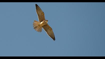 Red-footed Falcon