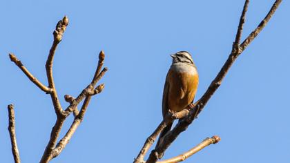 Rock Bunting