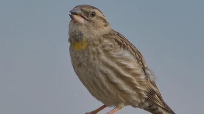 Rock Sparrow