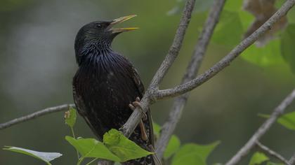 Common Starling