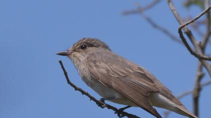 Spotted Flycatcher