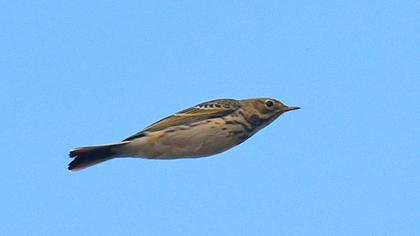 Water Pipit