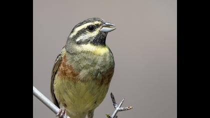 Cirl Bunting