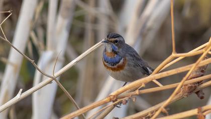 Bluethroat