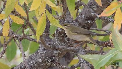 Willow Warbler