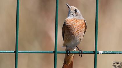Common Redstart