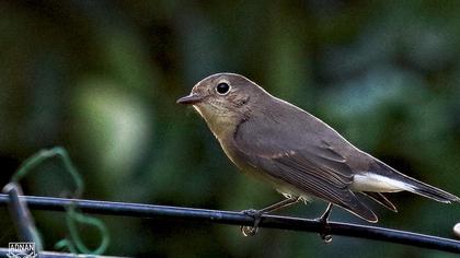 Red-breasted Flycatcher