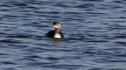 Black-necked Grebe