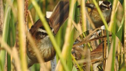Bıyıklı kamışçın