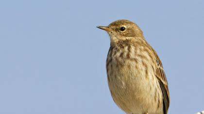 Water Pipit