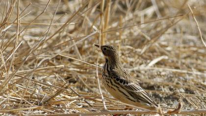 Red-throated Pipit
